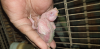 Cockatiel muster breeding pair with 2 baby